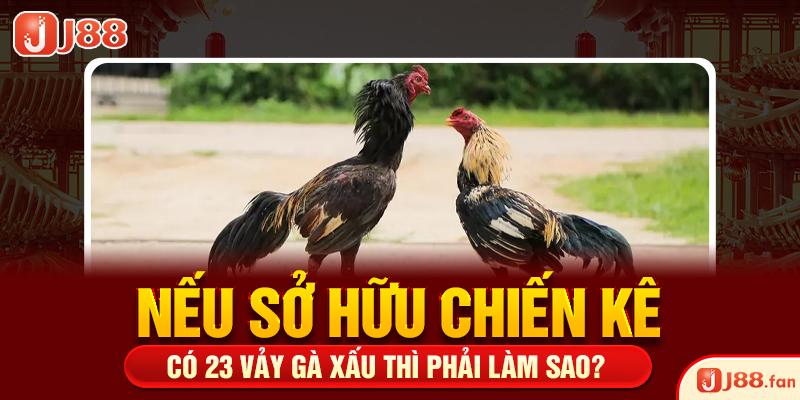 Nếu sở hữu chiến kê có 23 vảy gà xấu thì phải làm sao?