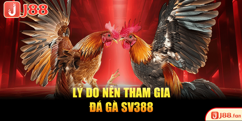Đá Gà SV388 | Sân Chơi Đá Chọi Kịch Tính TOP #1 Hiện Nay 2 Lý do nên tham gia đá gà SV388